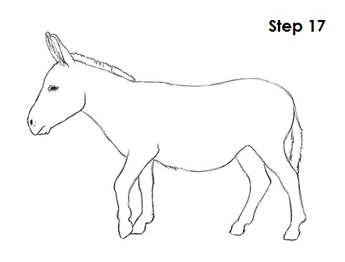 Draw Donkey 17
