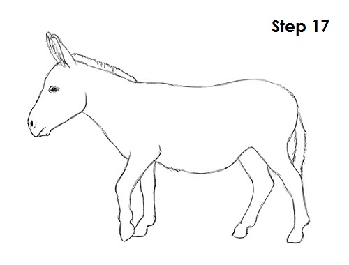 Donkey  Drawing Skill