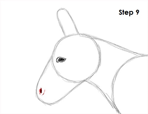 Draw Donkey 9