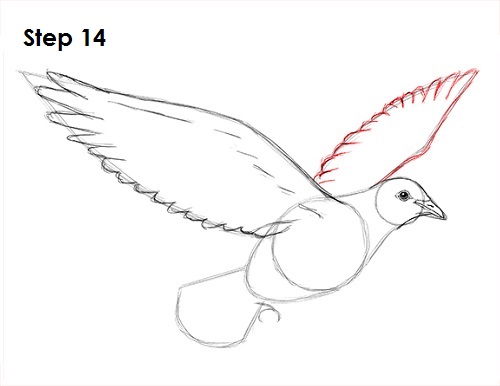 Draw Dove 14