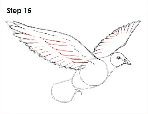 Draw Dove 15