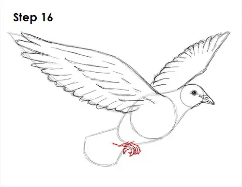 Draw Dove 16