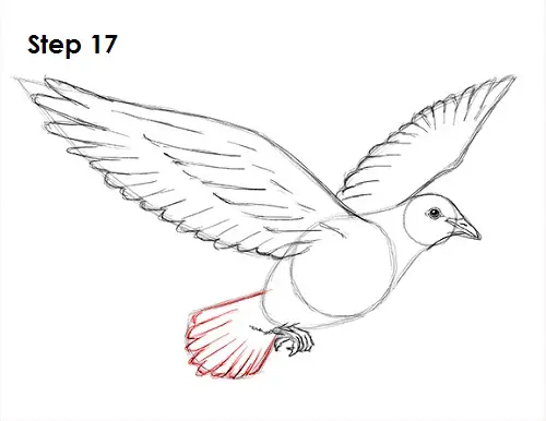 How To Draw A Dove