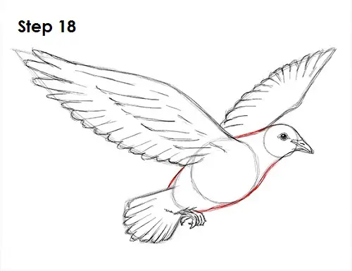 Draw Dove 18