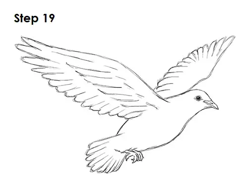 Draw Dove 19