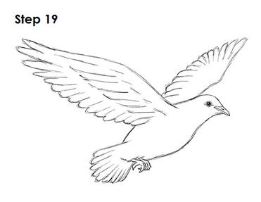dove outline drawing