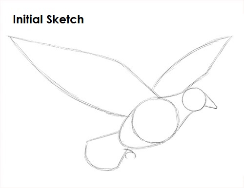 Draw Dove Sketch