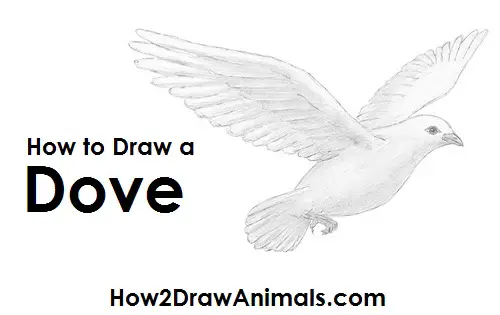 Draw Dove