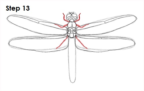 Draw Dragonfly 13