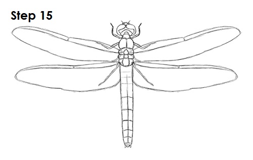 Draw Dragonfly 15