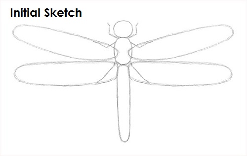Draw Dragonfly Sketch