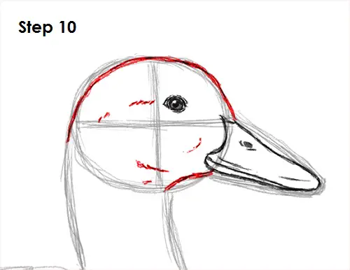 Draw Duck 10