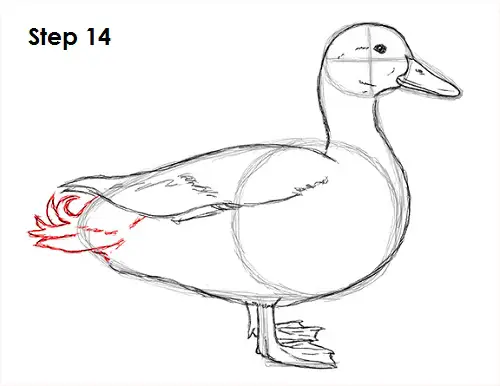 Draw Duck 14