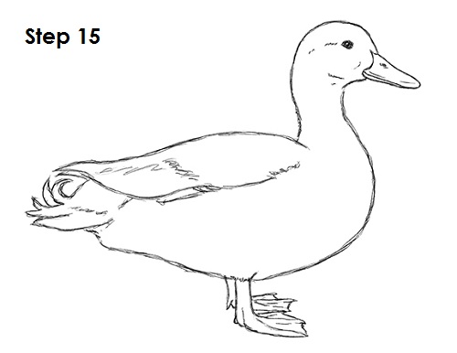 Easy How to draw a Duck and Duck Coloring Page