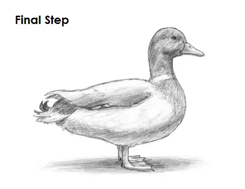 Draw Duck Final