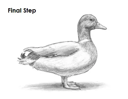 Easy How to Draw a Duck Tutorial and Duck Coloring Page