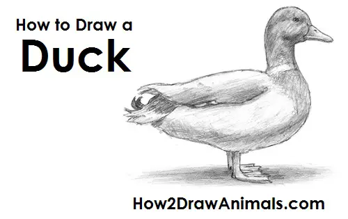 140+ Duck Line Drawing Pictures Illustrations, Royalty-Free Vector Graphics  & Clip Art - iStock