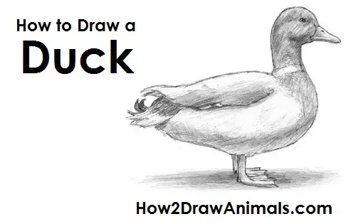 how to draw a duck step by step