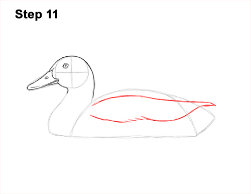 How to Draw a Male Mallard Duck Color 11