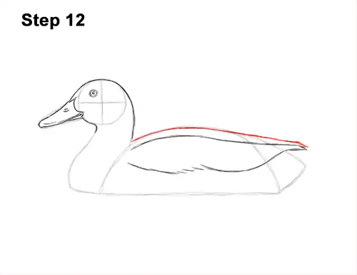 How to Draw a Male Mallard Duck Color 12