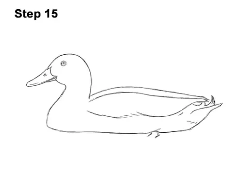 How to Draw a Male Mallard Duck Color 15