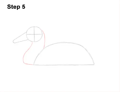 How to Draw a Male Mallard Duck Color 5