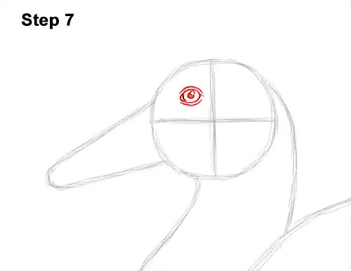 How to Draw a Male Mallard Duck Color 7