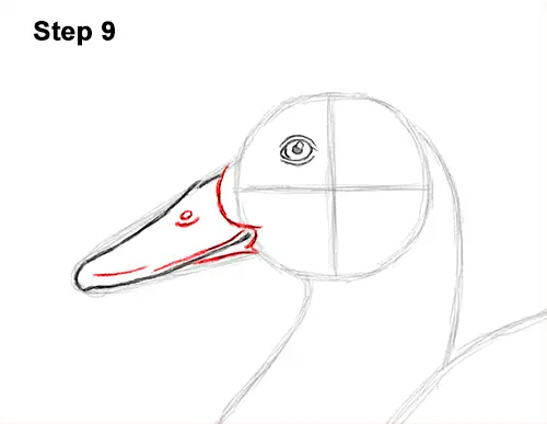 How to Draw a Male Mallard Duck Color 9