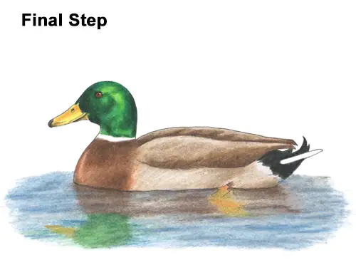 How to Draw a Male Mallard Duck Color