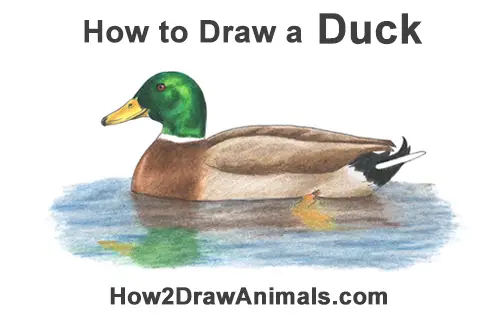 How to Draw a Male Mallard Duck Color