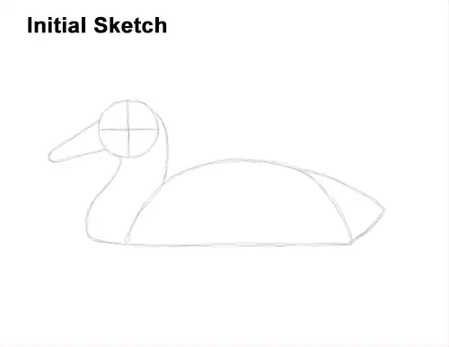 How to Draw a Male Mallard Duck Color Guide Lines