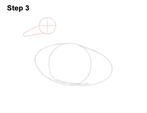 How to Draw a Wild Female Mallard Duck Side View 3