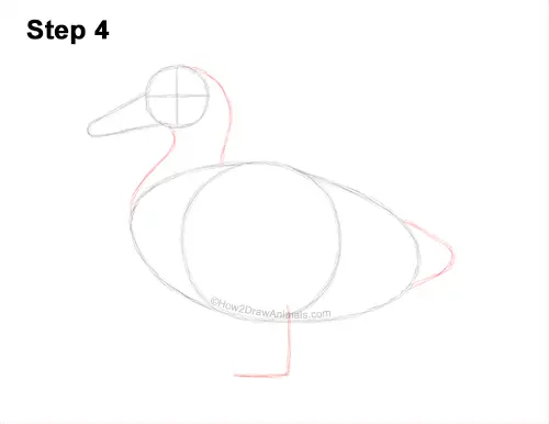 How to Draw a Wild Female Mallard Duck Side View 4