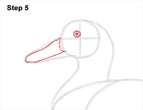 How to Draw a Wild Female Mallard Duck Side View 5