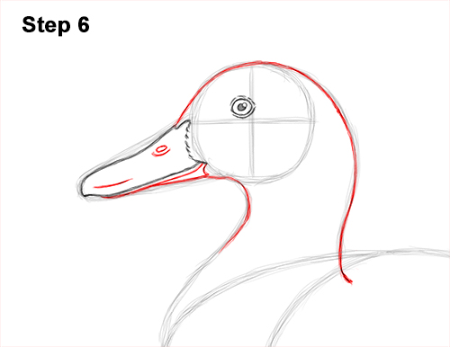 How to Draw a Wild Female Mallard Duck Side View 6