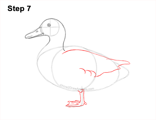 How to Draw a Wild Female Mallard Duck Side View 7