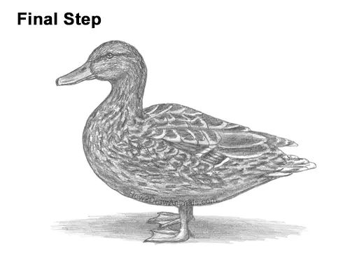 How to Draw a Wild Female Mallard Duck Side View