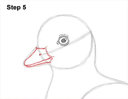 How to Draw a Baby Duck Duckling Bird 5