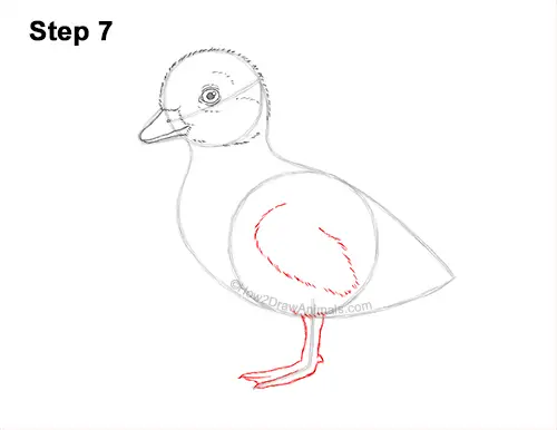 How to Draw a Baby Duck Duckling Bird 7
