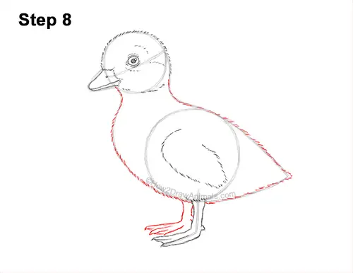 How to Draw a Baby Duck Duckling Bird 8