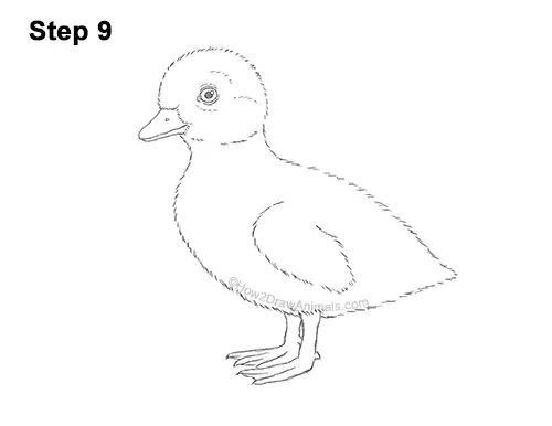 How to Draw a Baby Duck Duckling Bird 9