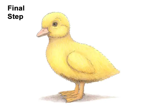 How to Draw a Baby Duck Duckling Bird Yellow Color
