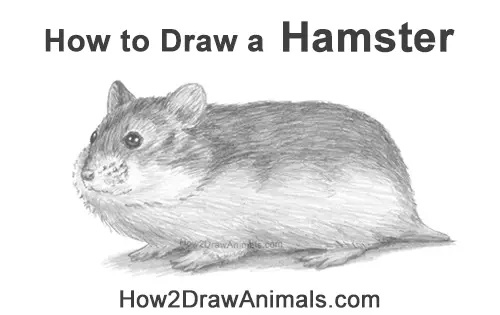 How to Draw a Russian Winter White Dwarf Hamster