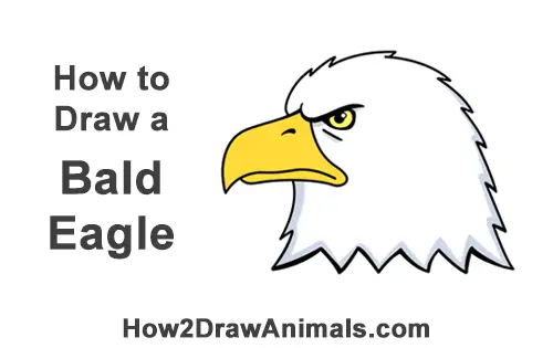 How to Draw Cool Cartoon Bald Eagle Head