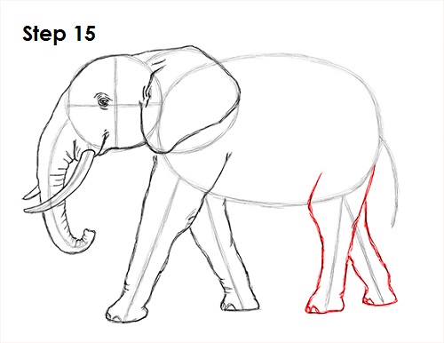 Draw Elephant 15