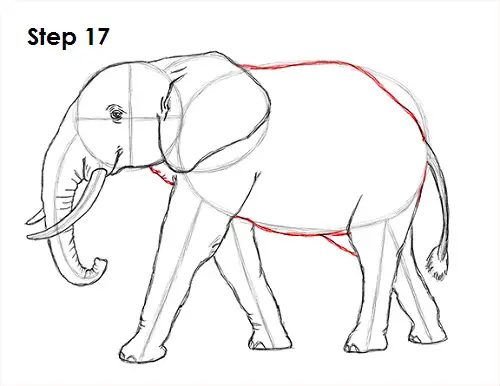 Draw Elephant 17