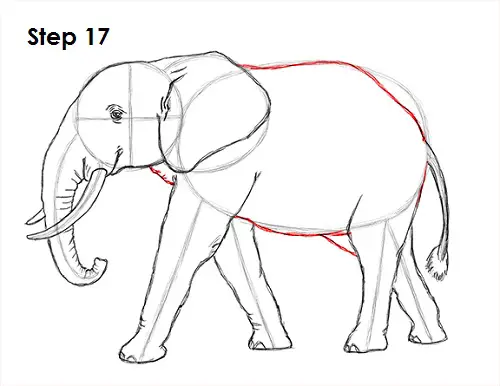 How to Draw an African Elephant VIDEO & Step-by-Step Pictures