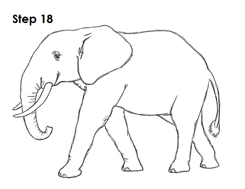 Draw Elephant 18