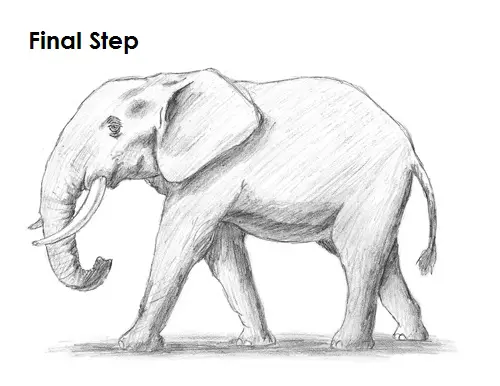 Draw Elephant Final