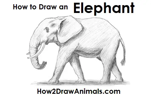 easy elephant pencil drawing - Clip Art Library